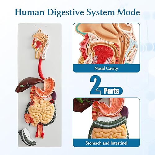JNMFTD Human Digestive System Anatomy Model,Life Size 2 part Removable Stomach Nasal cavity Pharynx Liver Stomach Rectum Intestine with Product Manual Card Labeled Numbered for Medical Education Study - Poueer