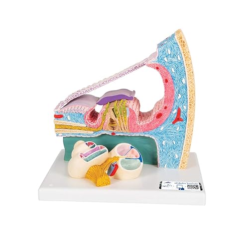 3B Scientific E14 Cortisches Organ - 3B Smart Anatomy - Poueer