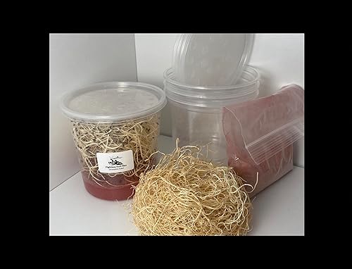 Flightless Fruit Fly (D. hydei) Culture kit - Includes: 1 Complete Culture, 3 containers with lids, 4 oz Dry Medium, Wood Wool, with Directions - Poueer