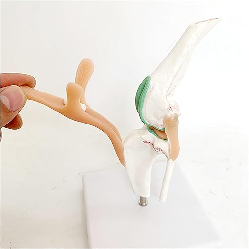 Dog Knee Joint and Ligament Function Skeleton Model, Canine Anatomical Model Medical Science Gift - Poueer