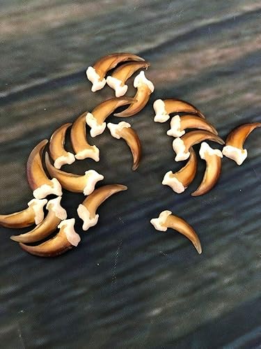 20 Real Blonde Coyote Claws Toes Craft Skull Jewelry Gothic Voodoo Animal Mount - Poueer