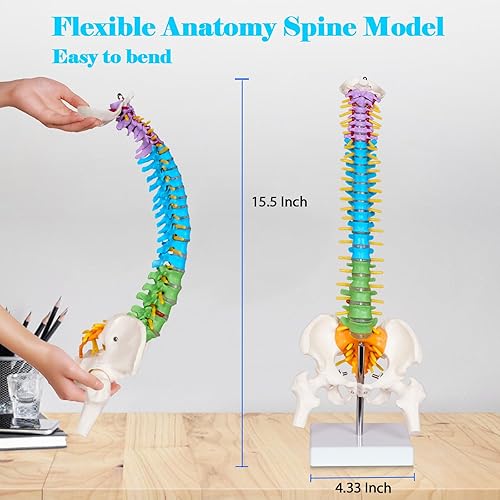 breesky Scientific Mini Spine Model, 15.5’’ Anatomical Spine Model with All Nerves, Human Anatomy Model with Stand for Instruction, Study and Display - Poueer