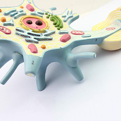 Neuron Model, 2-Parts, 2500x, Medical Brain Nerves Anatomical Human Model - Poueer