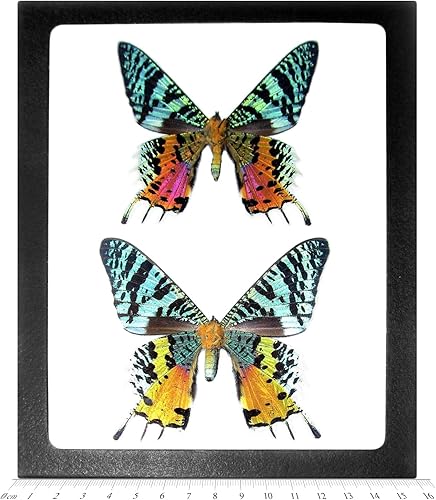 Urania ripheus Sunset Moths Black Green Blue Orange Male + Female Pair Real Day Flying Madagascar Framed - Poueer