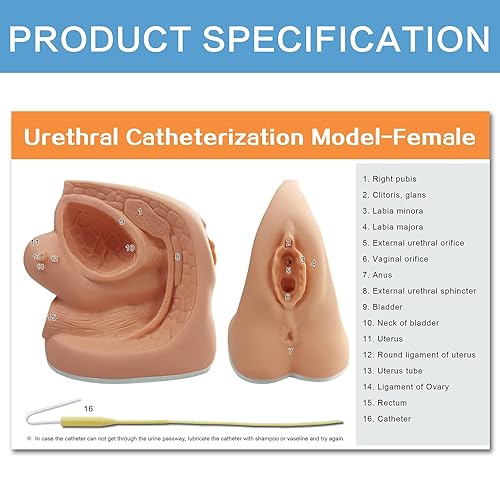 Male Catheterization Model Internal and External Genital Anatomy Model for Clinical Teaching and Medical Education Training Practice, 1 Piece - Poueer