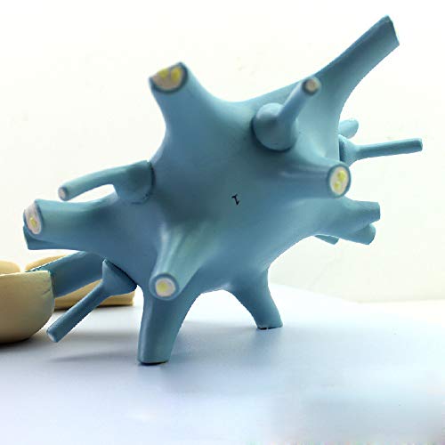 Neuron Model, 2-Parts, 2500x, Medical Brain Nerves Anatomical Human Model - Poueer
