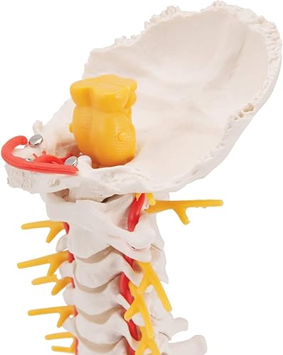 3B Scientific Cervical Spinal Column by 3B Scientific - Poueer