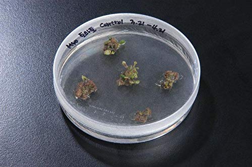 SPL Plant Culture Dish for Sprout Culture, PS, 100x40mm, Sterile, Case of 200 - Poueer