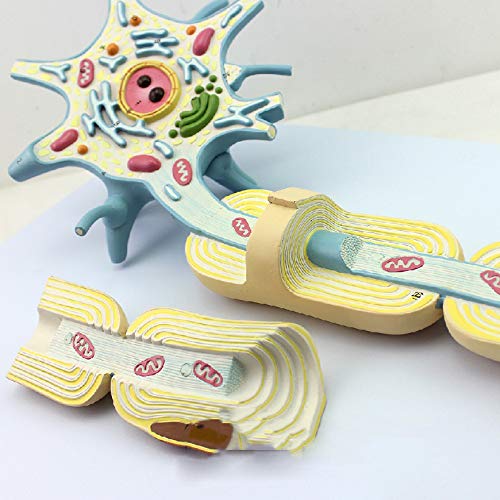 Neuron Model, 2-Parts, 2500x, Medical Brain Nerves Anatomical Human Model - Poueer
