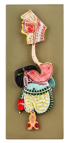 EISCO Hand Painted Human Digestive System Model, 2 Part Educational Tool, Detailing Gastrointestinal Tract & Organs - Poueer
