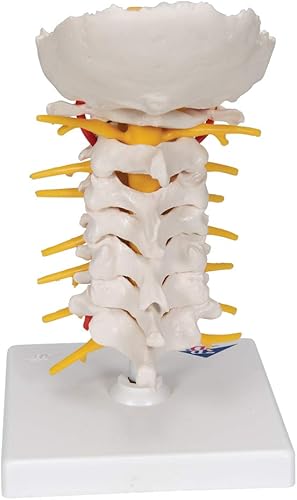 3B Scientific Cervical Spinal Column by 3B Scientific - Poueer