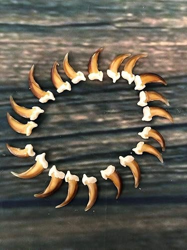20 Real Blonde Coyote Claws Toes Craft Skull Jewelry Gothic Voodoo Animal Mount - Poueer