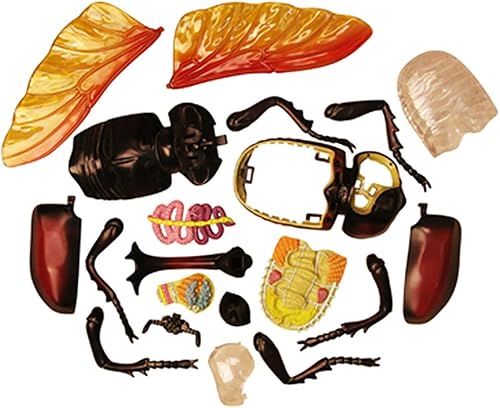 4D Dog Anatomy Model,Cat/Horse/Cow/Pig/AnimalCanine Skeleton, Animal Skeleton Specimen, Detachable Biology, Pet Clinic Veterinary TrainingSchool Teaching Tool,J - Poueer