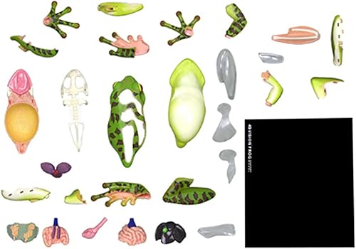 4D Dog Anatomy Model,Cat/Horse/Cow/Pig/AnimalCanine Skeleton, Animal Skeleton Specimen, Detachable Biology, Pet Clinic Veterinary TrainingSchool Teaching Tool,J - Poueer