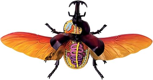 4D Dog Anatomy Model,Cat/Horse/Cow/Pig/AnimalCanine Skeleton, Animal Skeleton Specimen, Detachable Biology, Pet Clinic Veterinary TrainingSchool Teaching Tool,J - Poueer