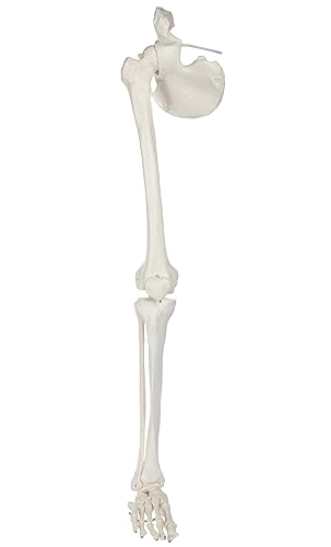 Axis Scientific Human Leg Skeleton Bundle, Life-Size 36' Anatomical Model with All Leg Bones, Removable Hip Joint and Fully Articulated Foot and Detailed Product Manual - Poueer