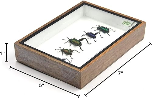 SET 5 REAL FROG LEGGED LEAF BEETLES SAGRA INSECT TAXIDERMY SET IN BOX / 3D WOODEN FRAME (Wooden Box) - Poueer