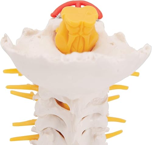 3B Scientific Cervical Spinal Column by 3B Scientific - Poueer