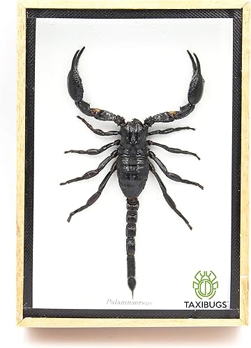 Real Exotic Poisonous Scorpion – Preserved Taxidermy Insect Bug Collection Framed in a 3D Wooden Frame as Pictured Taxidermy (Wooden Box) - Poueer