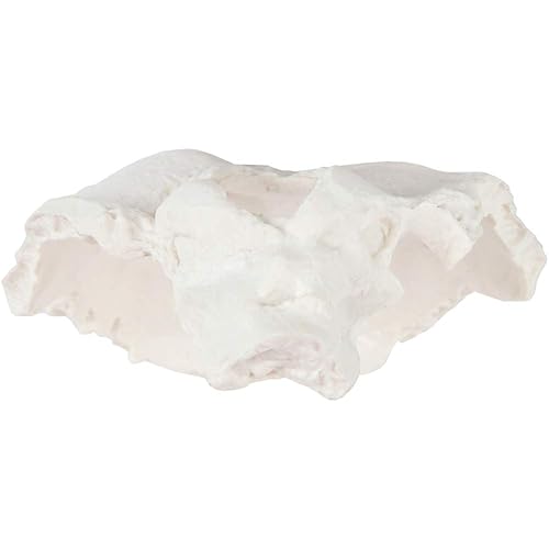 Axis Scientific Occipital Bone - Poueer