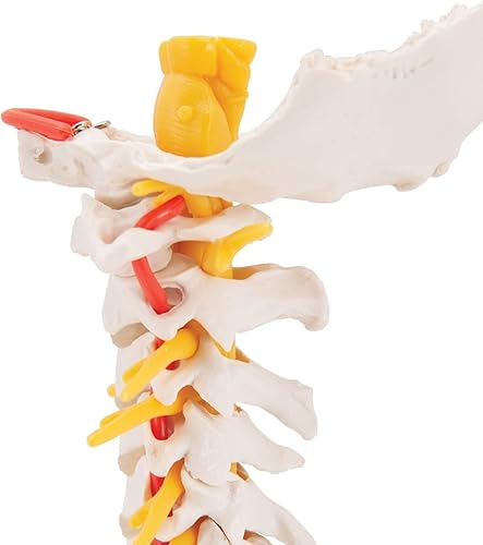 3B Scientific Cervical Spinal Column by 3B Scientific - Poueer
