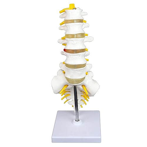 Vision Scientific VAV262 Medical Grade, Articulated Lumbar Spinal Column | Features 5 Lumbar/Vertebrae with Intervertebral Discs, Lumbar Nerves and Spinal Cord | Instruction Manual - Poueer