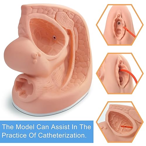 Male Catheterization Model Internal and External Genital Anatomy Model for Clinical Teaching and Medical Education Training Practice, 1 Piece - Poueer