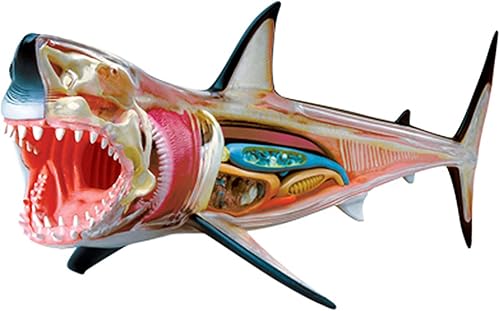 4D Dog Anatomy Model,Cat/Horse/Cow/Pig/AnimalCanine Skeleton, Animal Skeleton Specimen, Detachable Biology, Pet Clinic Veterinary TrainingSchool Teaching Tool,J - Poueer