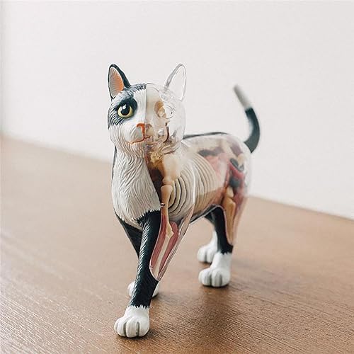 4D Dog Anatomy Model,Cat/Horse/Cow/Pig/AnimalCanine Skeleton, Animal Skeleton Specimen, Detachable Biology, Pet Clinic Veterinary TrainingSchool Teaching Tool,J - Poueer