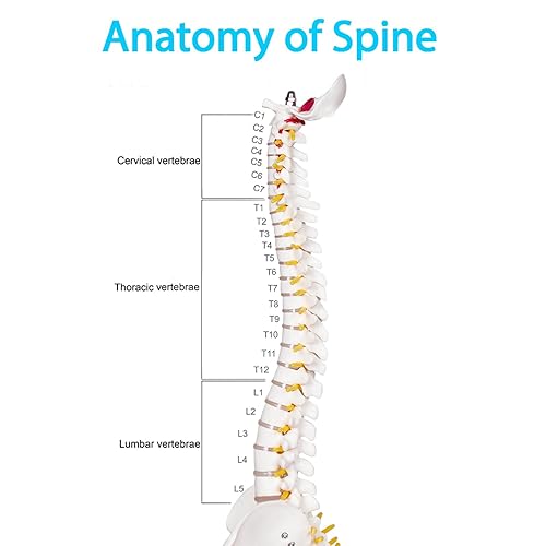 breesky Scientific Mini Spine Model, 15.5’’ Anatomical Spine Model with All Nerves, Human Anatomy Model with Stand for Instruction, Study and Display - Poueer