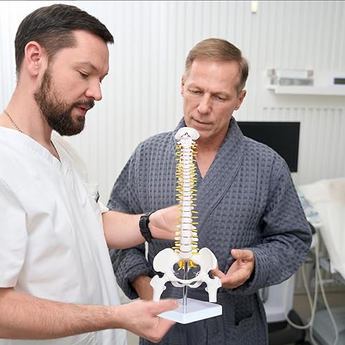 breesky Scientific Mini Spine Model, 15.5’’ Anatomical Spine Model with All Nerves, Human Anatomy Model with Stand for Instruction, Study and Display - Poueer