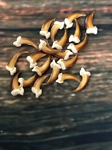20 Real Blonde Coyote Claws Toes Craft Skull Jewelry Gothic Voodoo Animal Mount - Poueer