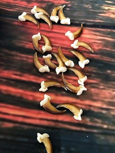 20 Real Blonde Coyote Claws Toes Craft Skull Jewelry Gothic Voodoo Animal Mount - Poueer
