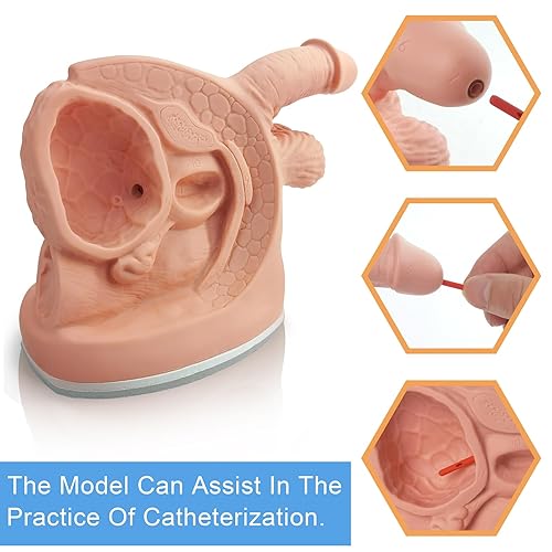 Male Catheterization Model Internal and External Genital Anatomy Model for Clinical Teaching and Medical Education Training Practice, 1 Piece - Poueer