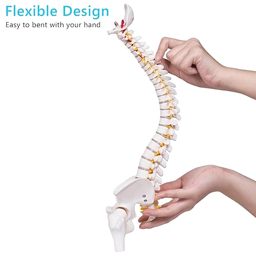 breesky Scientific Mini Spine Model, 15.5’’ Anatomical Spine Model with All Nerves, Human Anatomy Model with Stand for Instruction, Study and Display - Poueer