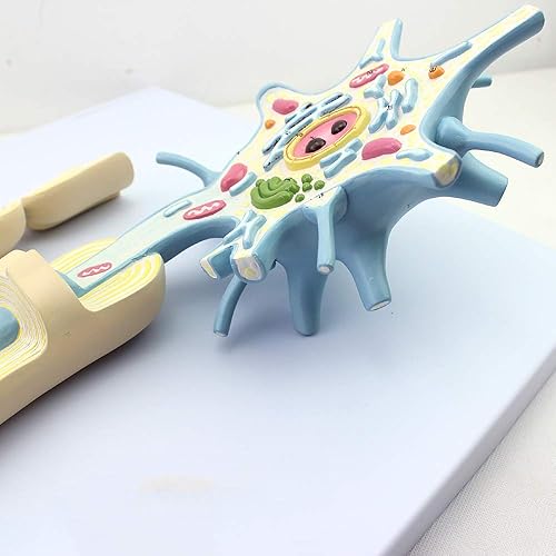 Neuron Model, 2-Parts, 2500x, Medical Brain Nerves Anatomical Human Model - Poueer