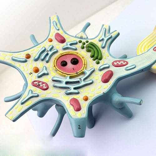 Neuron Model, 2-Parts, 2500x, Medical Brain Nerves Anatomical Human Model - Poueer