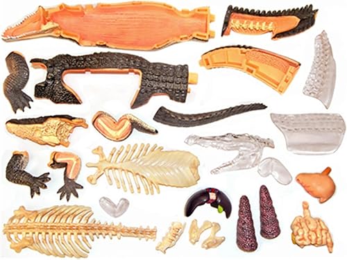 4D Dog Anatomy Model,Cat/Horse/Cow/Pig/AnimalCanine Skeleton, Animal Skeleton Specimen, Detachable Biology, Pet Clinic Veterinary TrainingSchool Teaching Tool,J - Poueer