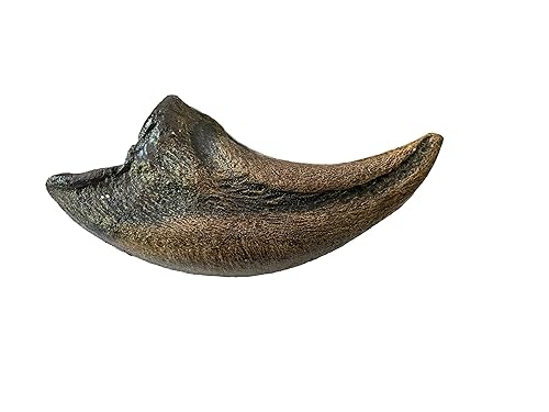 Tyrannosaurus Rex Toe Claw Replica – 9' Fossil Cast from Late Cretaceous Predator - Poueer
