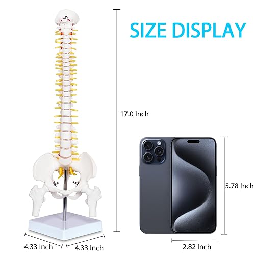 breesky Scientific Mini Spine Model, 15.5’’ Anatomical Spine Model with All Nerves, Human Anatomy Model with Stand for Instruction, Study and Display - Poueer