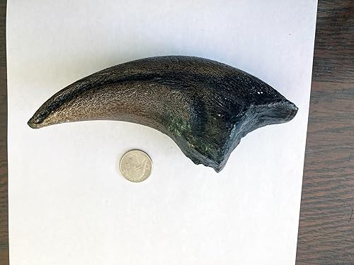 Tyrannosaurus Rex Toe Claw Replica – 9' Fossil Cast from Late Cretaceous Predator - Poueer