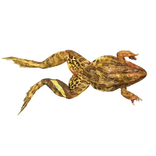 Anatomy Lab Bullfrog Specimen for Dissection, for Biology Classrooms, 5-6 inches Plain Injection, Vacuum Pack of 1 - Poueer