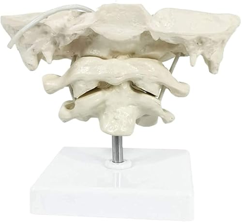 Wellden Anatomical Occipital Bone, Atlas Axis (C1 & C2), W/Base, 1.5X Enlarged, Rotable - Poueer