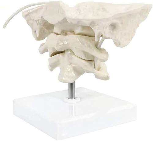 Wellden Anatomical Occipital Bone, Atlas Axis (C1 & C2), W/Base, 1.5X Enlarged, Rotable - Poueer