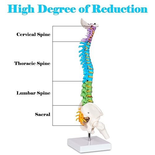 breesky Scientific Mini Spine Model, 15.5’’ Anatomical Spine Model with All Nerves, Human Anatomy Model with Stand for Instruction, Study and Display - Poueer