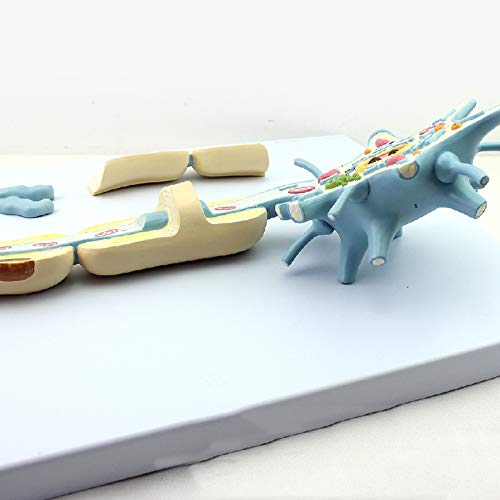 Neuron Model, 2-Parts, 2500x, Medical Brain Nerves Anatomical Human Model - Poueer