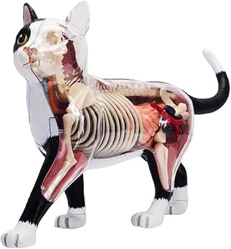 4D Dog Anatomy Model,Cat/Horse/Cow/Pig/AnimalCanine Skeleton, Animal Skeleton Specimen, Detachable Biology, Pet Clinic Veterinary TrainingSchool Teaching Tool,J - Poueer